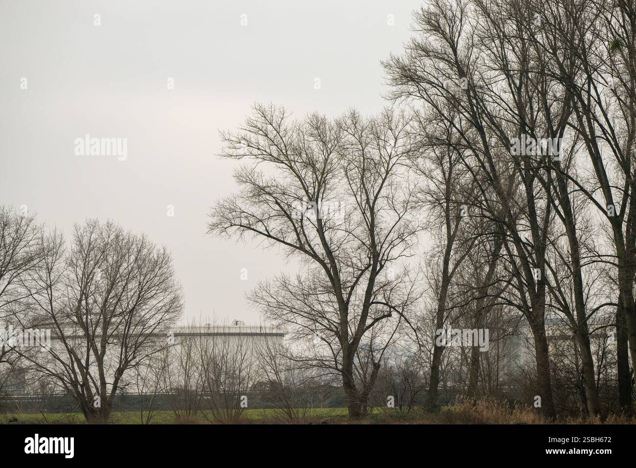 , Deutschland, 03.02.2025, Kahle Baumkronen im Winter vor einem grauen, bewölkten Himmel. Eine ruhige Szene mit klarem Wetterbezug und natürlicher St. Banque D'Images