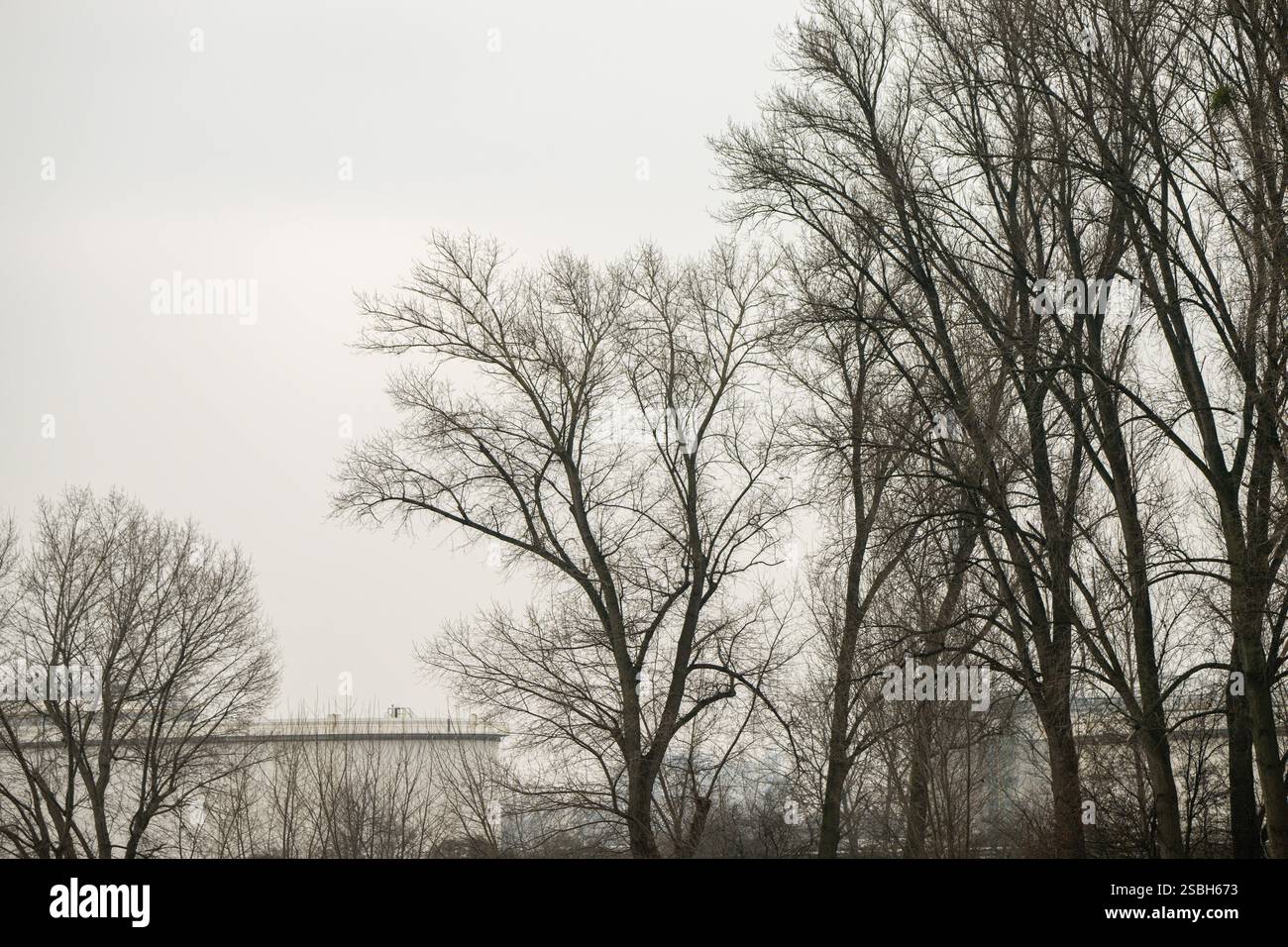 , Deutschland, 03.02.2025, Kahle Baumkronen im Winter vor einem grauen, bewölkten Himmel. Eine ruhige Szene mit klarem Wetterbezug und natürlicher St. Banque D'Images