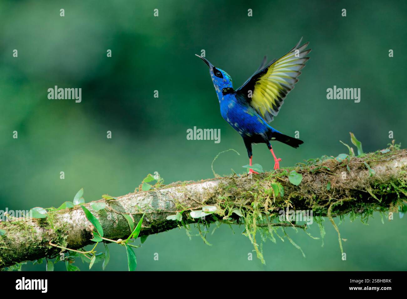 Crêperon mâle à pattes rouges (Cyanerpes cyaneus) avec ailes déployées, Costa Rica Banque D'Images