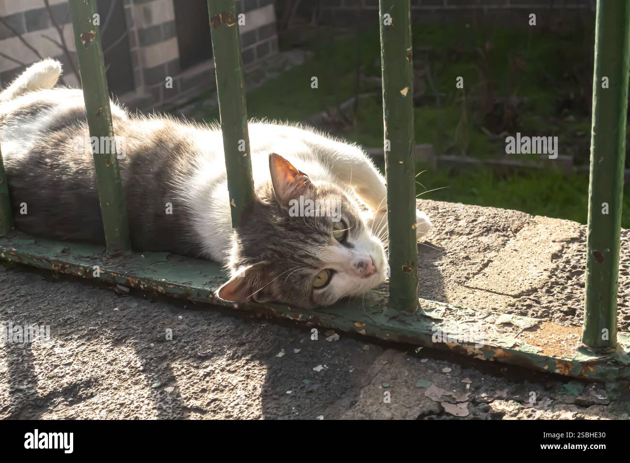 Diyarbakır Turquie Turkiye, chat derrière des barres métalliques sous le soleil regardant la caméra, chat couché regardant la caméra, gris blanc Banque D'Images