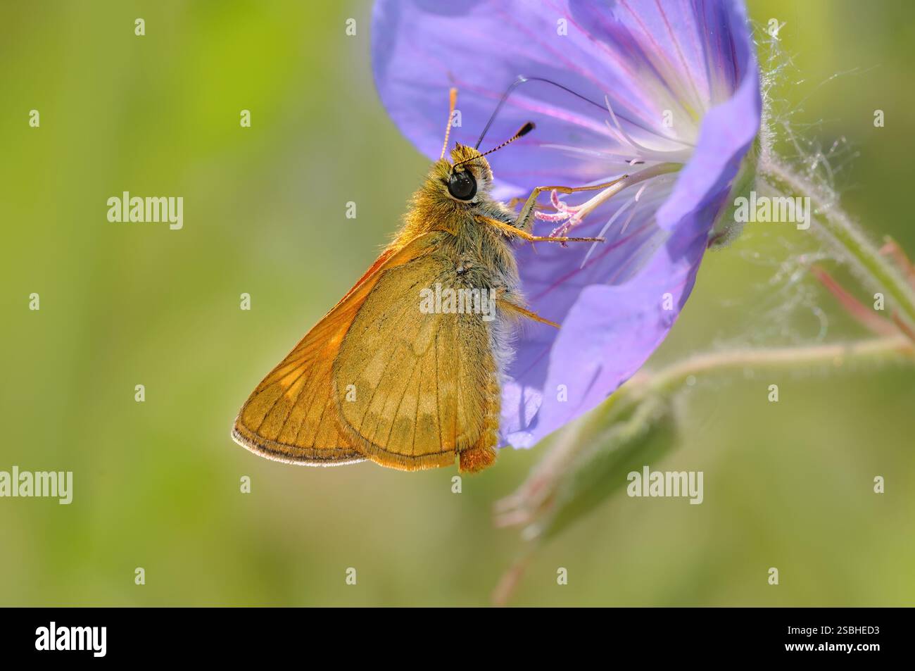 Un grand skipper, Ochlodes sylvanus, dessous, le papillon se nourrissant de nectar d'un géranium de crane à fleurs bleu-violet, Allemagne Banque D'Images