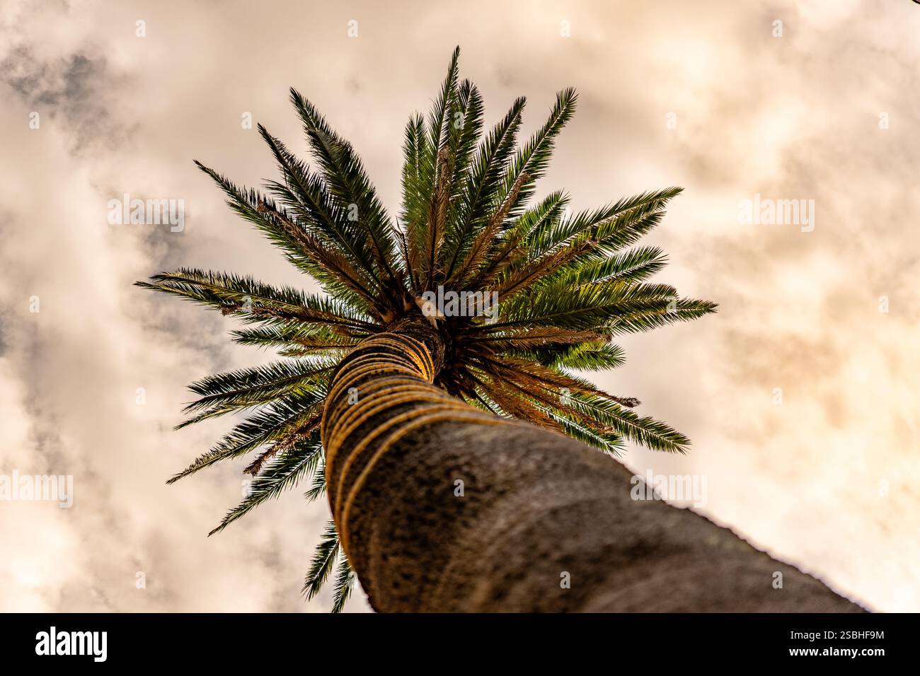 Un grand palmier avec des feuilles vertes est le point d'intérêt principal de l'image. L'arbre est entouré d'un ciel nuageux, ce qui ajoute une sensation de profondeur et d'atmosphère Banque D'Images