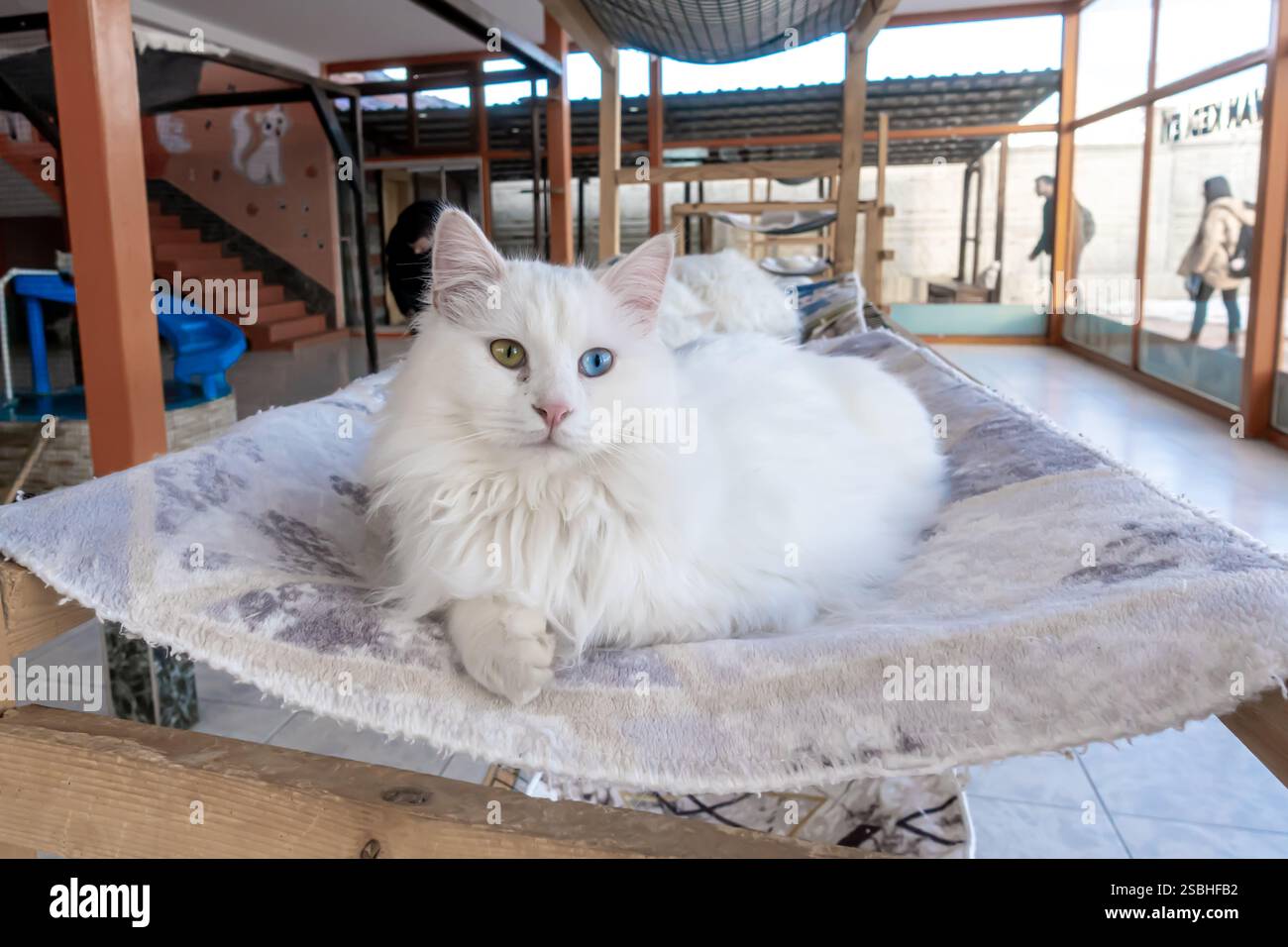 Le Van Cat Sanctuary héberge des chats au pelage blanc et aux yeux polychromes, Van Turkey Turkiye Banque D'Images