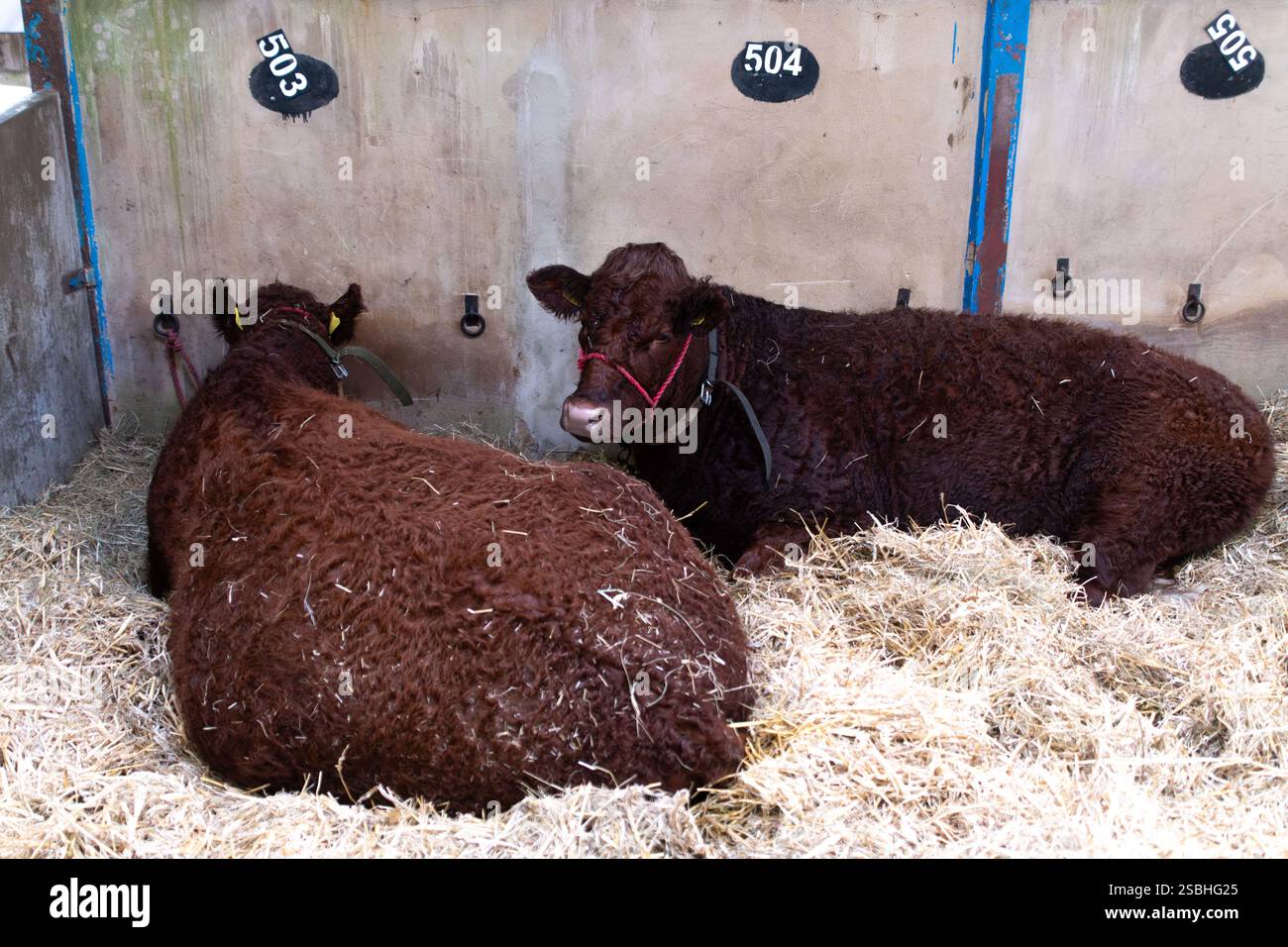 Red Poll Cow au Great Yorkshire Show, Angleterre Banque D'Images