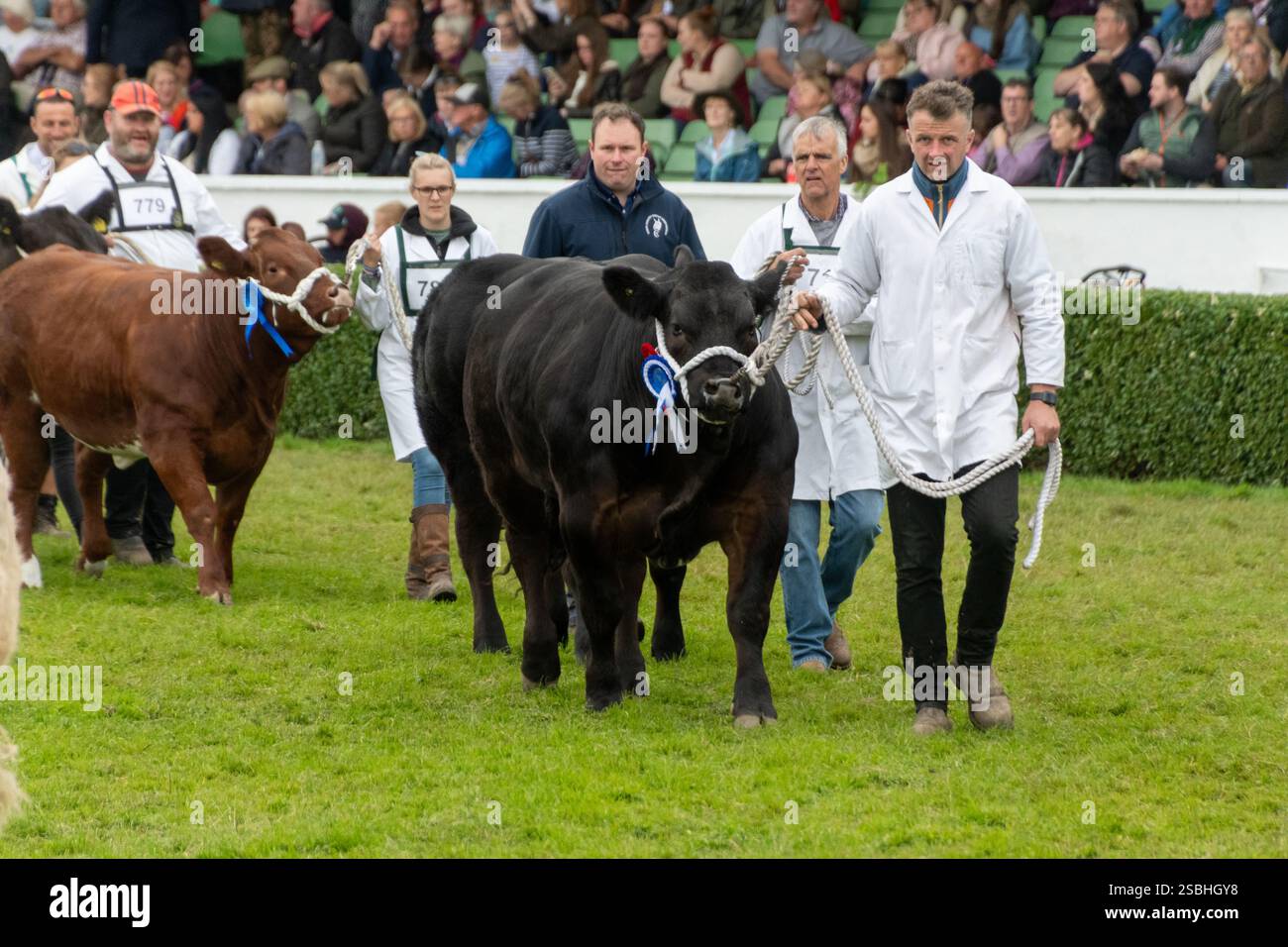 Aberdeen Angus Cow au Great Yorkshire Show, Angleterre Banque D'Images