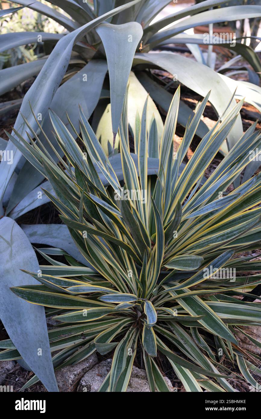 Yucca filamentosa - aiguille d'Adam et plante de fil. Banque D'Images