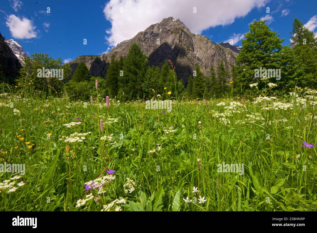 Fleurs sauvages dans une prairie luxuriante du début de l'été, peu de temps après la fonte des neiges, Ailefroide, Vallouise-Pelvoux, Hautes-Alpes, France Banque D'Images