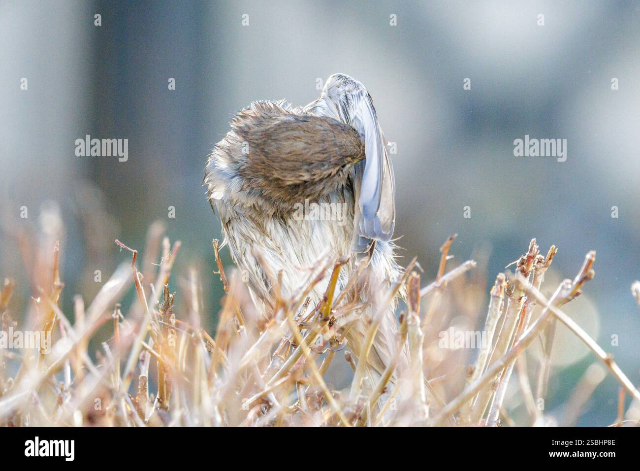 Le moineau domestique (passer domesticus) est un oiseau de la famille des moineaux Passeridae. Femelle un. Banque D'Images