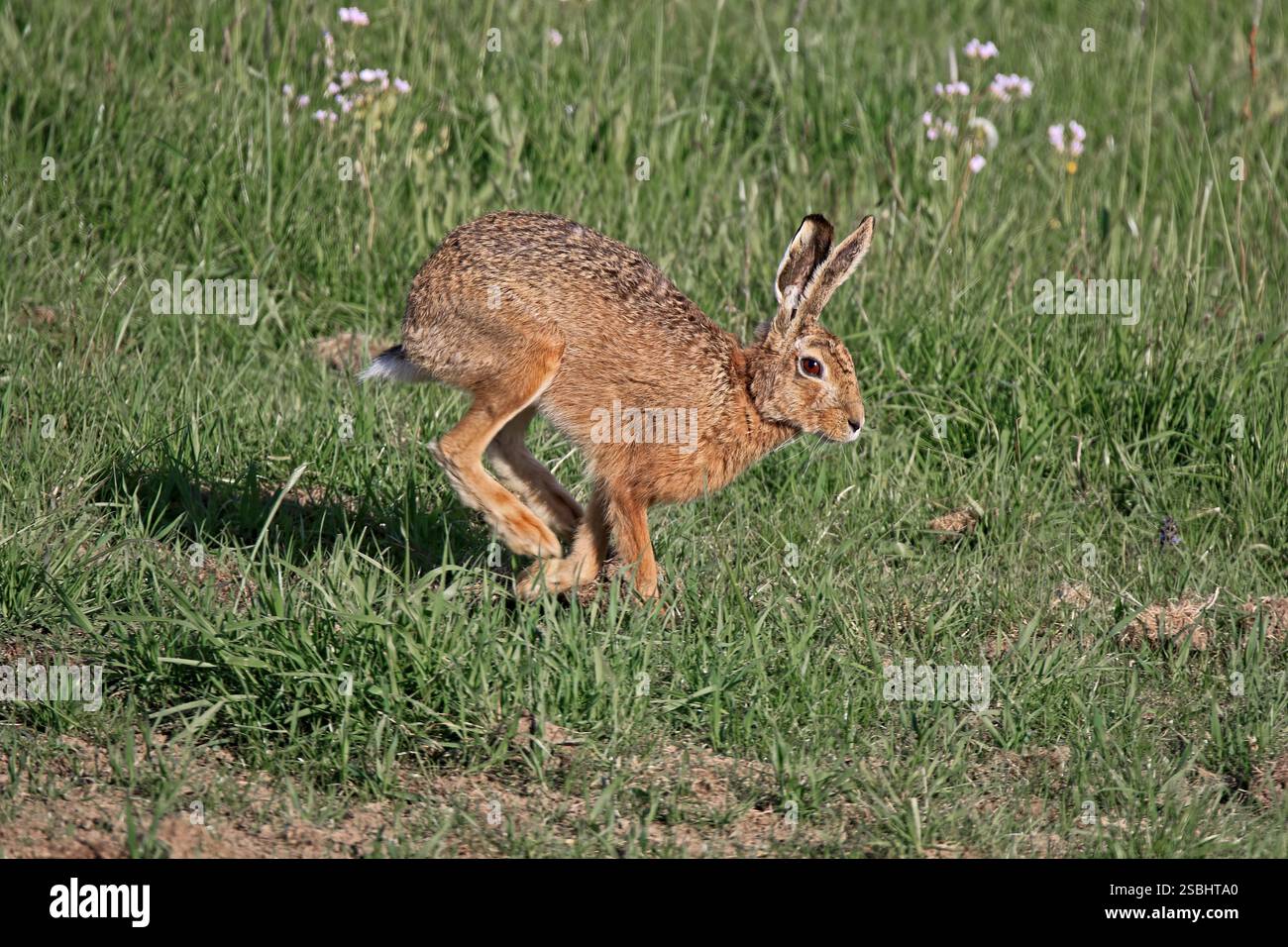 lièvre courant, animal bavarois dans la nature Banque D'Images