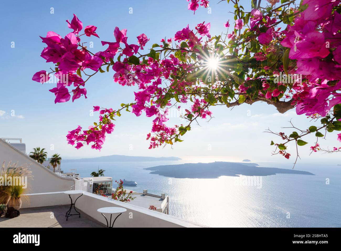 Bougainvilliers roses en fleurs devant le panorama de la caldeira de Santorin, Cyclades, Grèce Banque D'Images