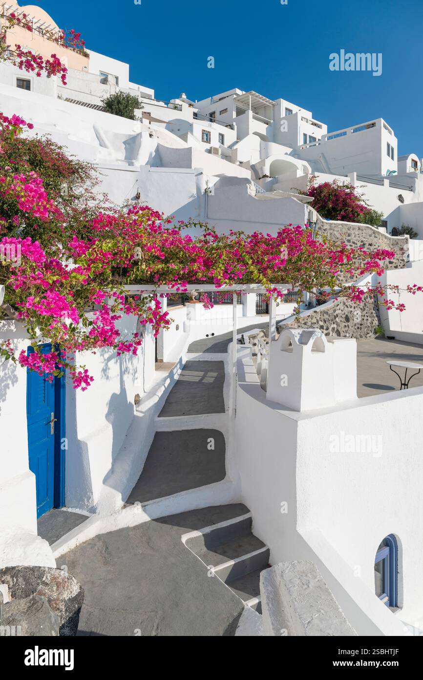 Bougainvilliers roses en fleurs devant les maisons de Firostefani sur Santorin, Cyclades, Grèce Banque D'Images