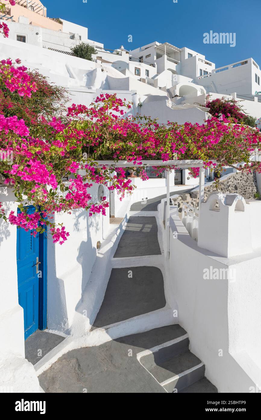 Bougainvilliers roses en fleurs devant les maisons de Firostefani sur Santorin, Cyclades, Grèce Banque D'Images