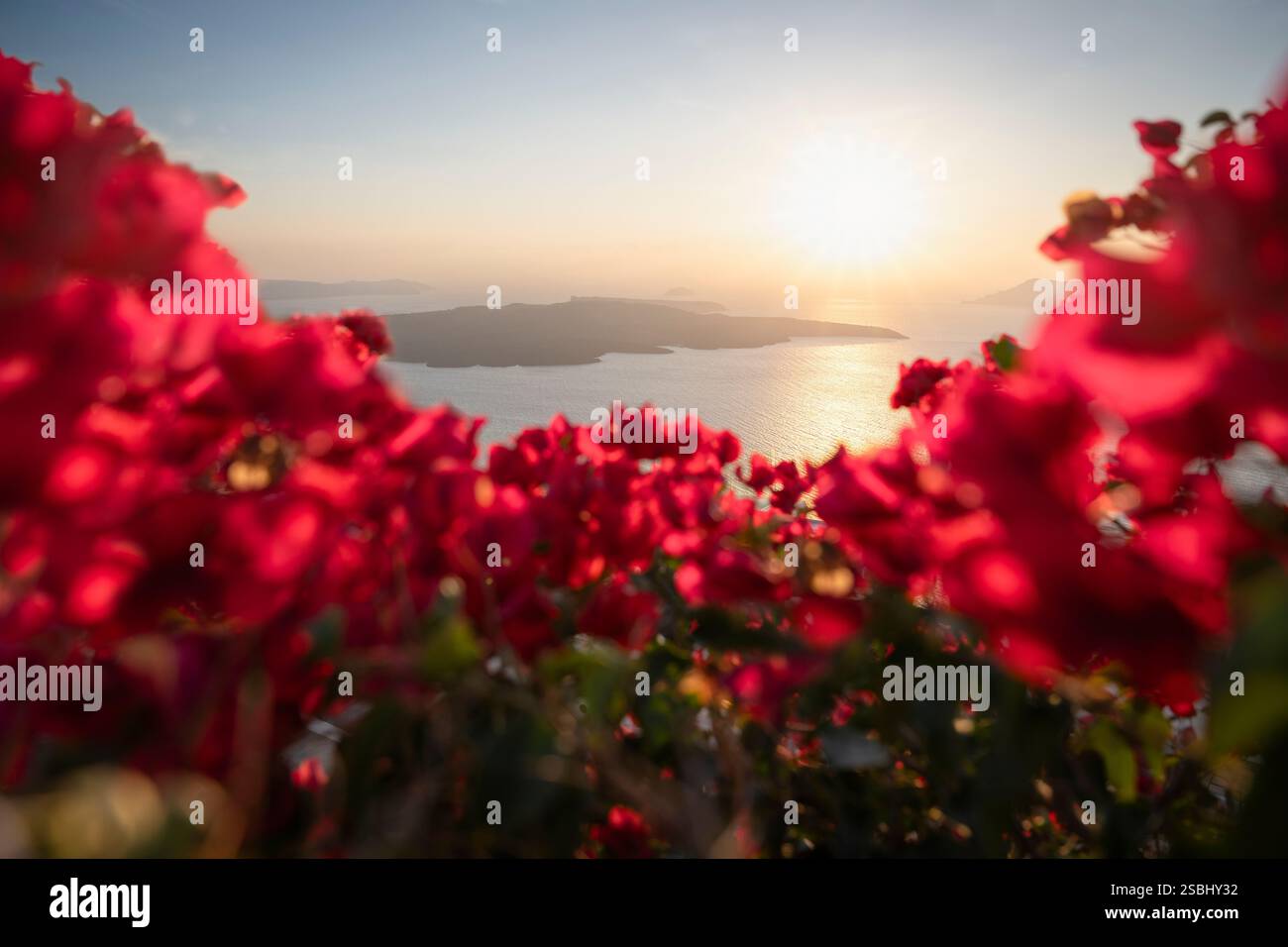 Des bougainvilliers rouges fleurissent devant la caldeira de Santorin dans le coucher de soleil brillant, Cyclades, Grèce Banque D'Images