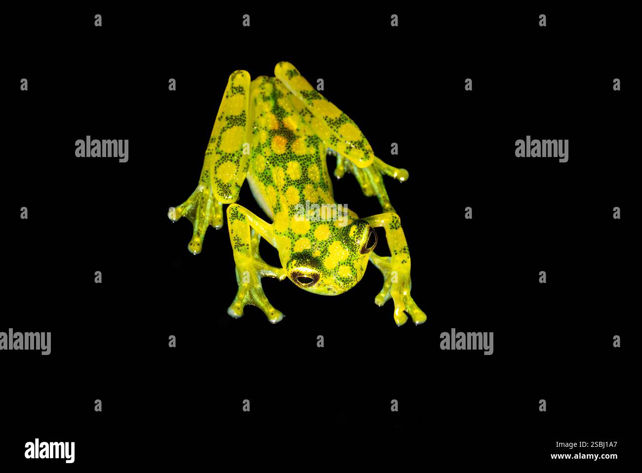 Hyalinobatrachium valerioi, parfois connue sous le nom de grenouille en verre la Palma, dans la jungle du Costa Rica Banque D'Images