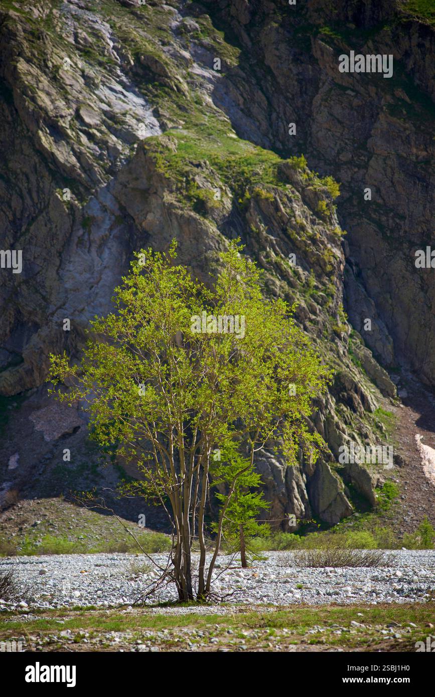 Espèce de saule - Salix - poussant à 1900m dans le pré du Madame Carle, Parc National des Ecrins, Vallouise-Pelvoux, France. Photograhed en juin. Les saules sont un genre diversifié d'arbres à feuilles caduques et d'arbustes dont la taille peut varier de petits arbustes à de grands arbres. On les trouve généralement dans les régions froides et tempérées sur des sols humides. Il existe plus de 300 espèces reconnues de saule, et de nombreuses variétés, cultivars et hybrides sont connus. Banque D'Images