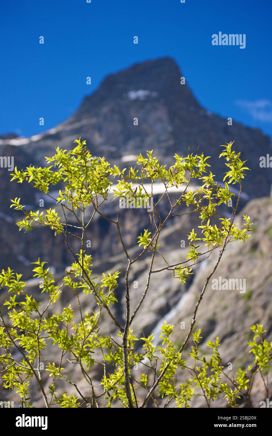 Espèce de saule - Salix - poussant à 1900m dans le pré du Madame Carle, Parc National des Ecrins, Vallouise-Pelvoux, France. Photograhed en juin. Les saules sont un genre diversifié d'arbres à feuilles caduques et d'arbustes dont la taille peut varier de petits arbustes à de grands arbres. On les trouve généralement dans les régions froides et tempérées sur des sols humides. Il existe plus de 300 espèces reconnues de saule, et de nombreuses variétés, cultivars et hybrides sont connus. Banque D'Images