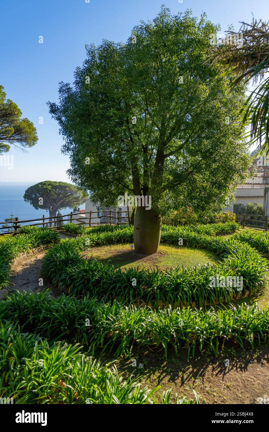 Un arbre à bouteilles Queensland dans les jardins de la Villa Rufolo du 13ème siècle à Ravello, Italie. Banque D'Images