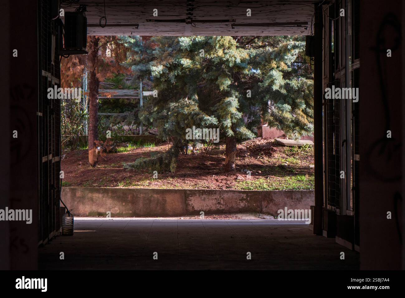 Nature encadrée. Evergreen Tree dans le passage architectural Banque D'Images