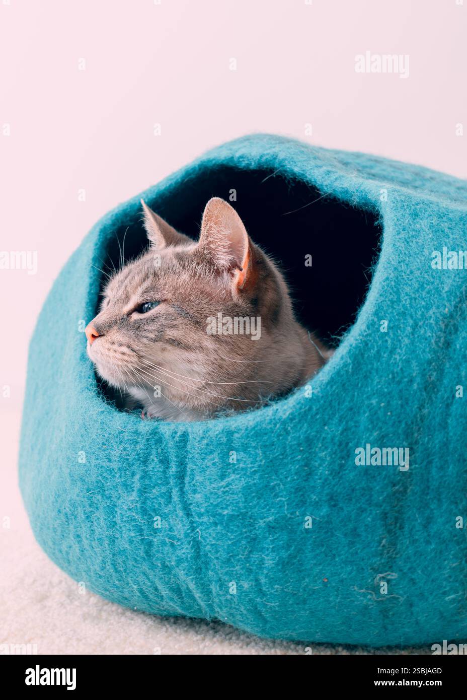 Siamese tabby mix chat à l'intérieur d'un lit de caverne de chat feutre turquoise confortable. Fond blanc neutre, fourrure douce, yeux bleus, col papillon. Banque D'Images