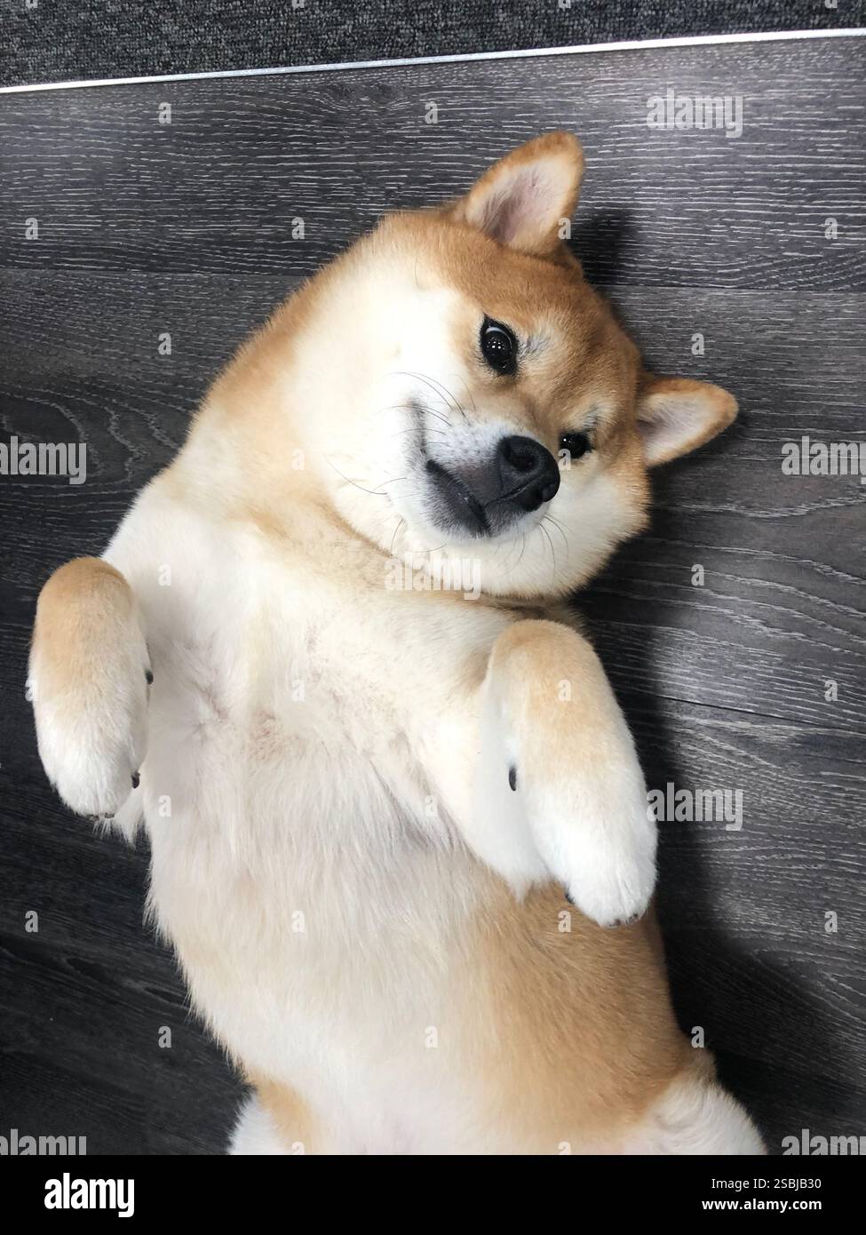 Chien de bureau Shiba Inu - Image de stock capturée avec un smartphone