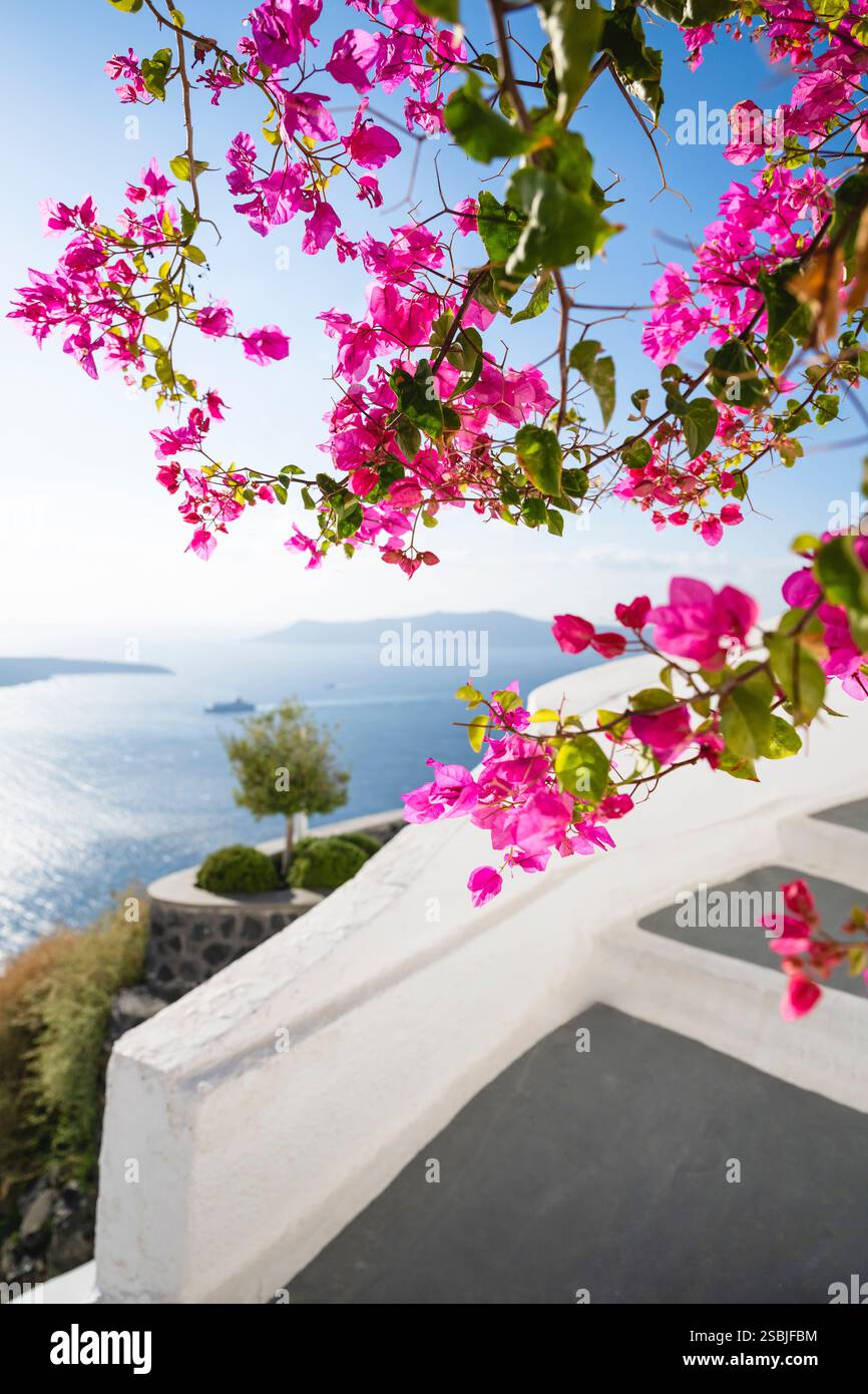 Bougainvilliers roses en fleurs devant le panorama de la caldeira de Santorin, Cyclades, Grèce Banque D'Images