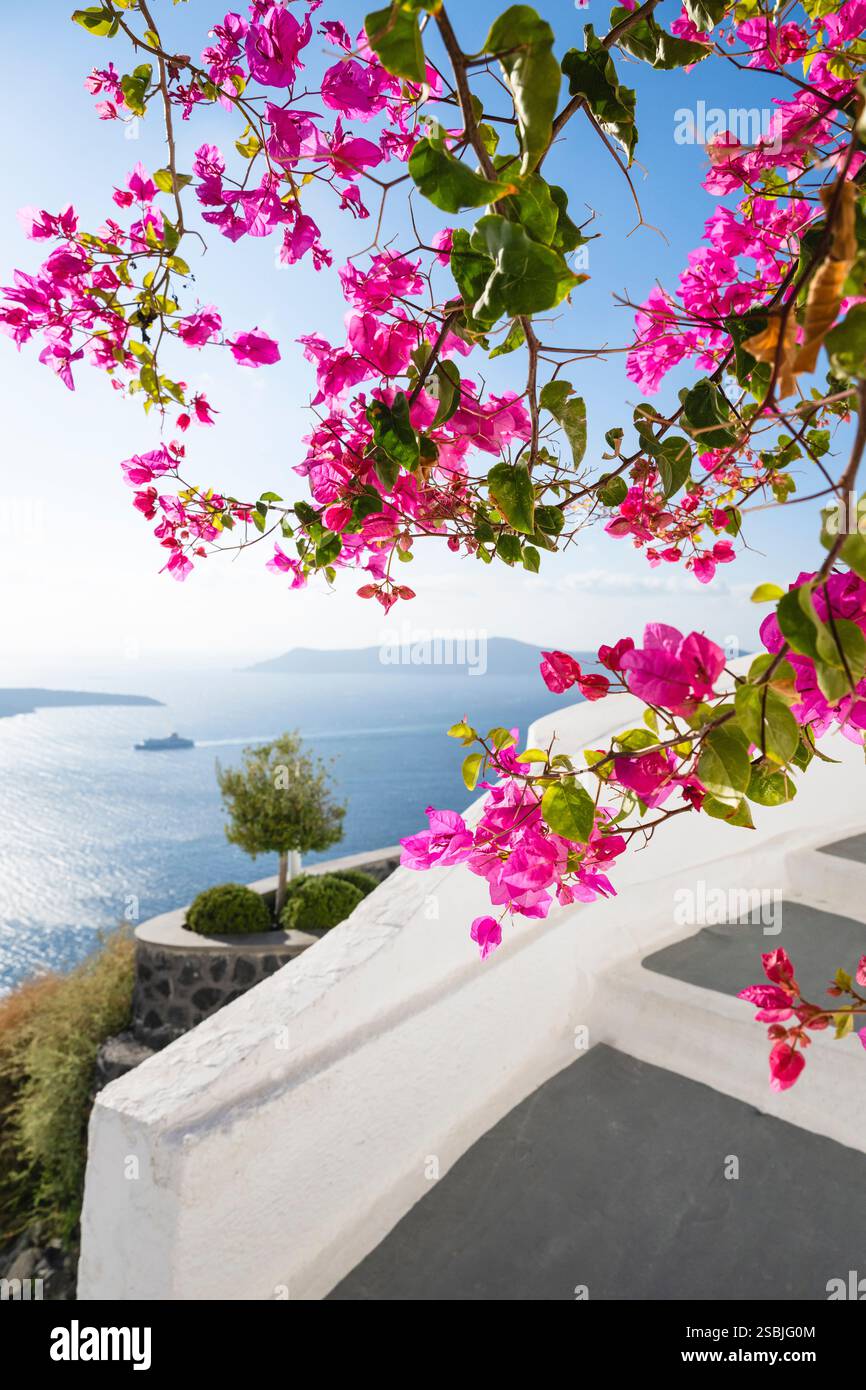 Bougainvilliers roses en fleurs devant le panorama de la caldeira de Santorin, Cyclades, Grèce Banque D'Images