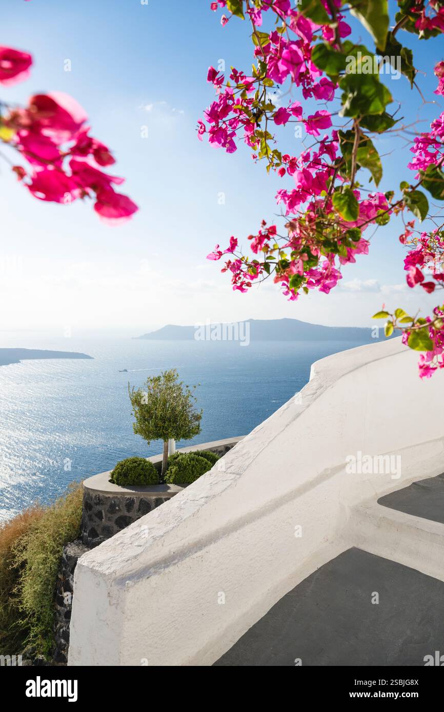 Bougainvilliers roses en fleurs devant le panorama de la caldeira de Santorin, Cyclades, Grèce Banque D'Images