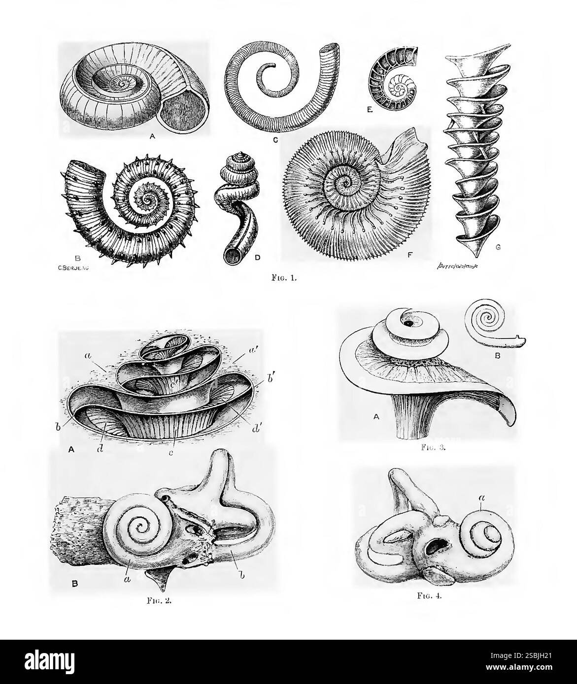 Illustration de formations de coquilles spiralées (figure 1), comprenant : (1A) Euomphalus pentangulatus ; (1B) Crioceras emeriri ; (1C) Ecculiomphalus distans ; (1D) Siliquaria anguina ; (1F) Stephanoceras humphresianum ammonite ; et (1G) axe d'Archimedes wortheri, et leur ressemblance avec des formations spiralées similaires observées dans des parties de l'oreille interne de l'oreille interne de l'oreille interne (figures 2A, (2B) du labyrinthe ; (2A) De Design in nature par J. Bell Pettigrew, 1908. Banque D'Images