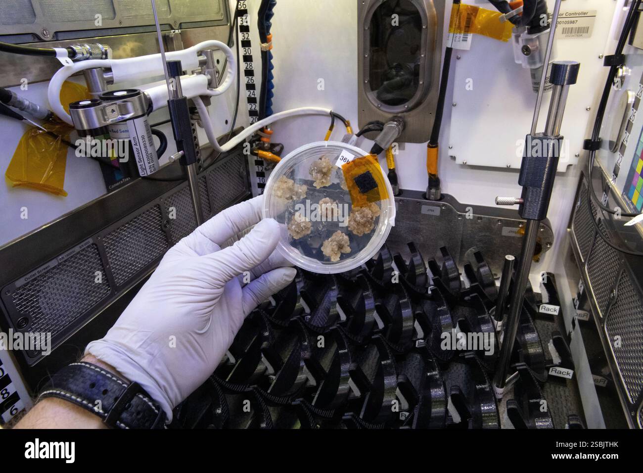 Échantillons de cellules de coton poussant sur une boîte de Pétri sur la Station spatiale internationale. Les échantillons ont été cultivés et récoltés pour l'étude d'agriculture spatiale Plant Habitat-05 afin d'explorer l'expression génétique dans les cultures de coton. 29 février 2022. Banque D'Images