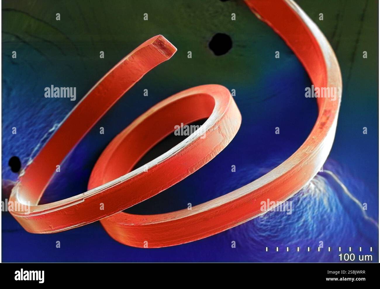Image au microscope électronique à balayage de cristaux flexibles d'haloimidazole ferroélectriques. Les matériaux ferroélectriques contiennent des régions chargées polarisées dans une orientation spécifique, qui peuvent être contrôlées par un champ électrique externe. Ces matériaux, couramment utilisés dans les dispositifs électroniques, ont été principalement réalisés en céramique fragile, ce qui ne convient pas aux applications nécessitant de la flexibilité. De nouvelles recherches ont produit des cristaux organiques flexibles d'haloimidazole qui présentent des propriétés de ferroélectricité et de piézoélectricité. Banque D'Images Image au microscope électronique à balayage de cristaux flexibles d'haloimidazole ferroélectriques. Les matériaux ferroélectriques contiennent des régions chargées polarisées dans une orientation spécifique, qui peuvent être contrôlées par un champ électrique externe. Ces matériaux, couramment utilisés dans les dispositifs électroniques, ont été principalement réalisés en céramique fragile, ce qui ne convient pas aux applications nécessitant de la flexibilité. De nouvelles recherches ont produit des cristaux organiques flexibles d'haloimidazole qui présentent des propriétés de ferroélectricité et de piézoélectricité. Banque D'Images