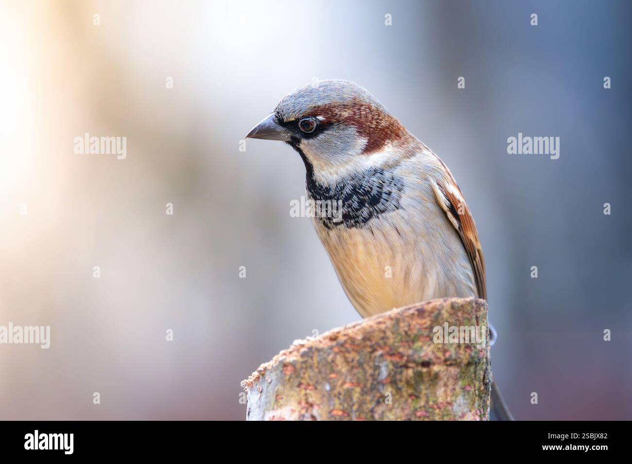 Moineau domestique juvénile mâle (passer domesticus) Banque D'Images