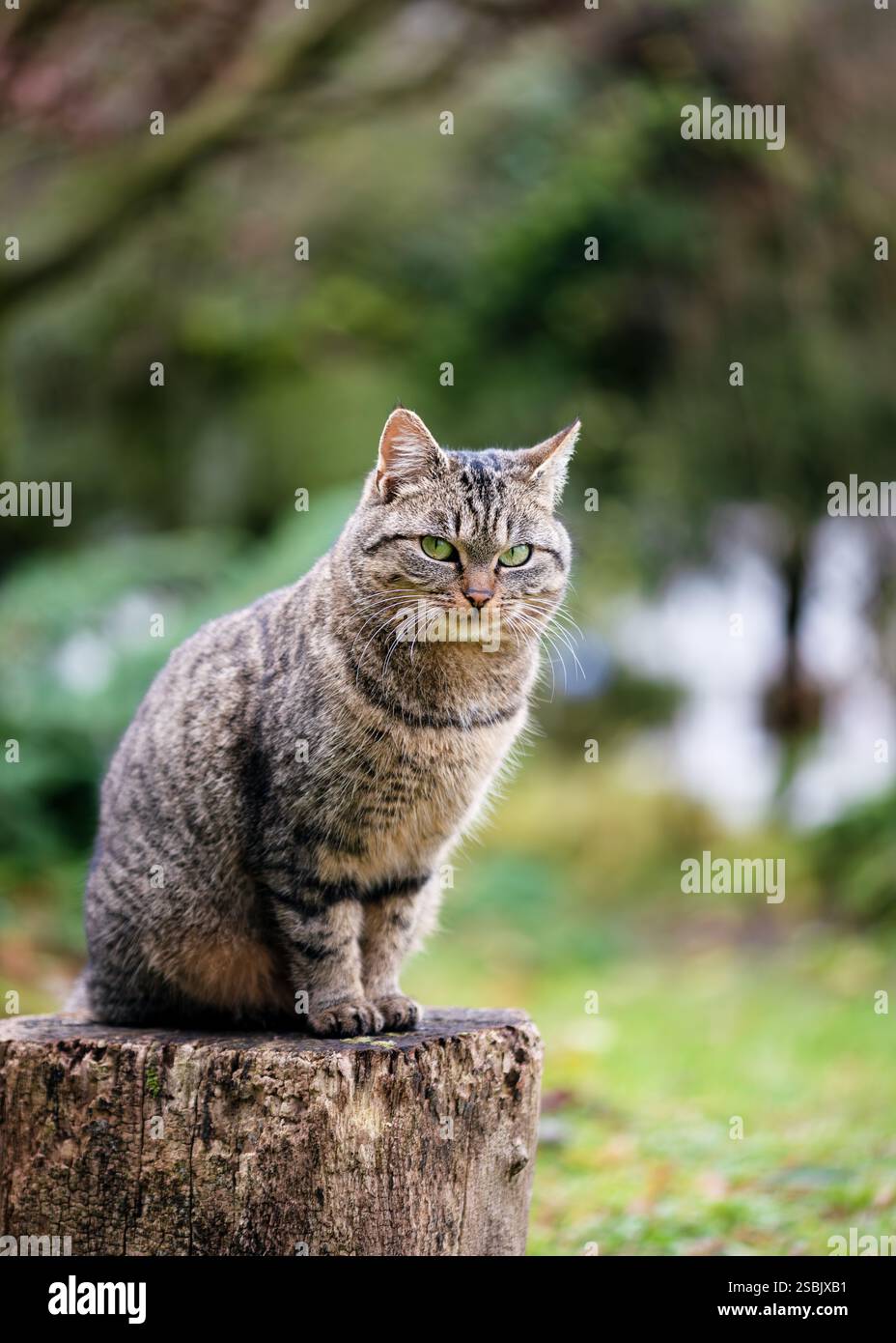 Adorable chat tabby assis sur un vieux tronc d'arbre et curieusement regardant dans un jardin de printemps de chalet de campagne. (Felis catus) foyer sélectif. Banque D'Images