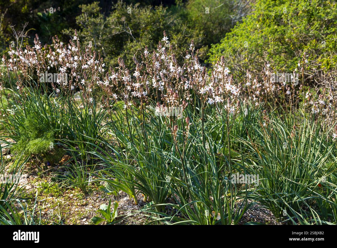 Asphodelus ramosus, l'asphodel ramifié, est une plante herbacée vivace. Paysages du Mont Tabor. Flore d'Israël. Banque D'Images