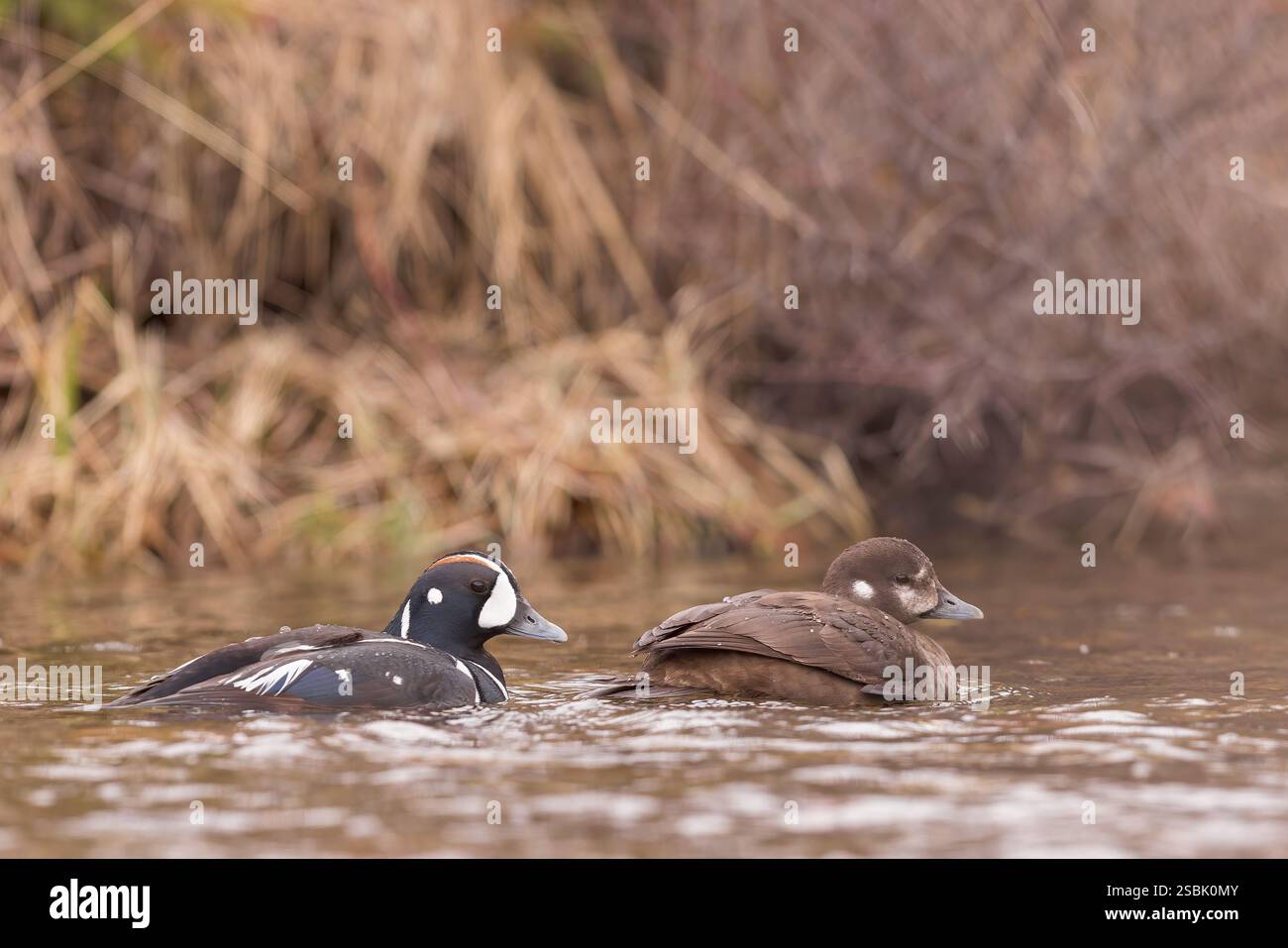 Un Arlequin drake et une poule flottent ensemble sur Torrey Creek, Dubois, Wyoming. Banque D'Images