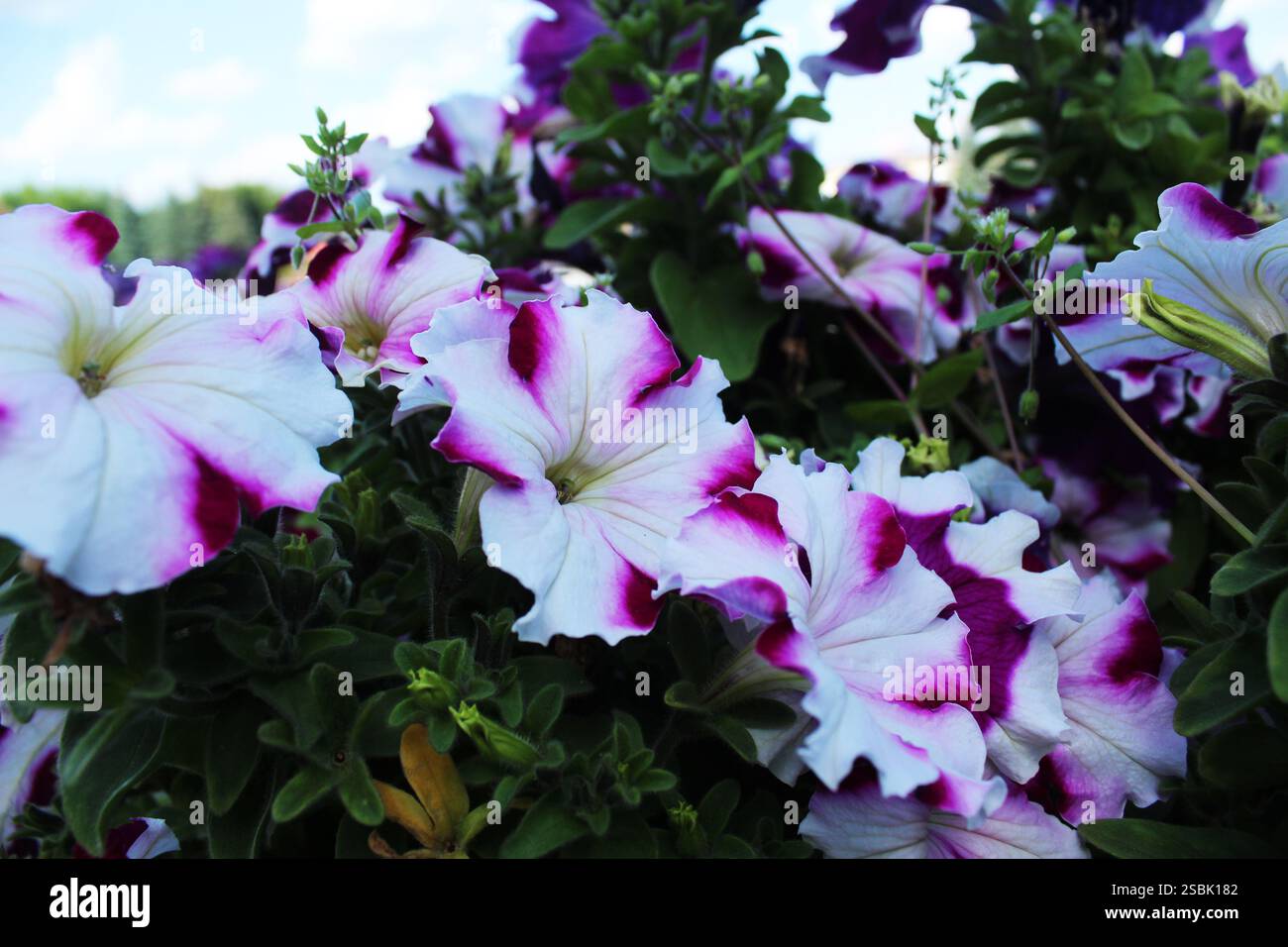 Petunia atkinsiana Surfinia Groupe gros plan. Pétunias blanc bleu gros plan. Banque D'Images