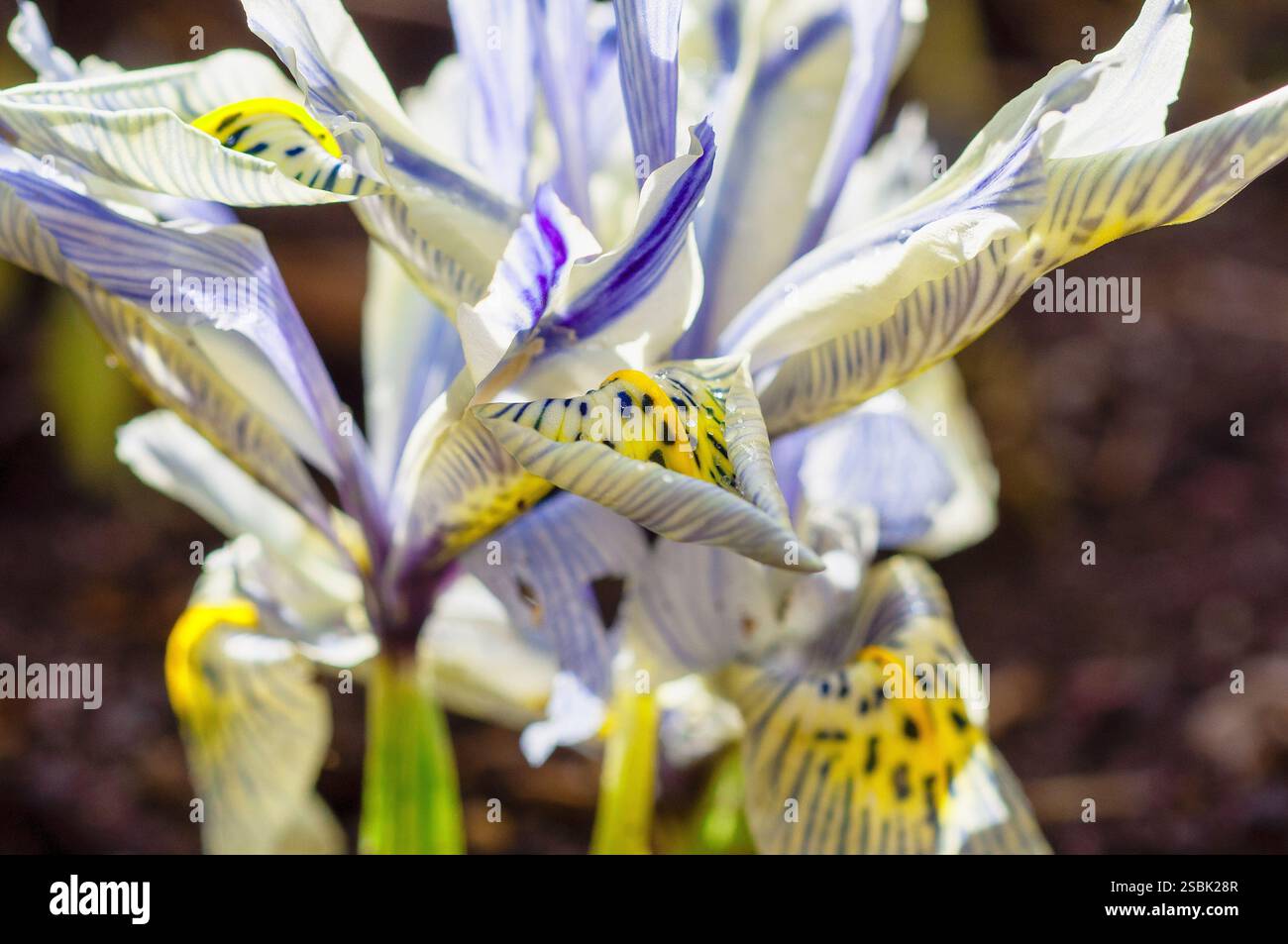 Gros plan d'une fleur d'iris, mettant en valeur les détails complexes de ses pétales. Les pétales sont un mélange de blanc et de nuances de bleu, avec des motifs saisissants Banque D'Images