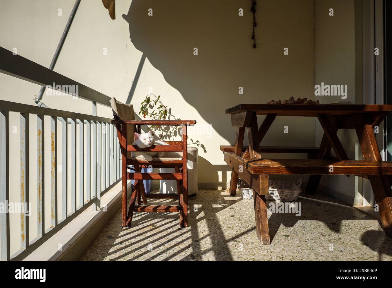 mobilier rustique en bois sur un balcon ensoleillé, un chat domestique blanc posé sur une chaise en bois, se prélasser dans la lumière chaude de l'après-midi. Comportement des animaux domestiques à la maison Banque D'Images