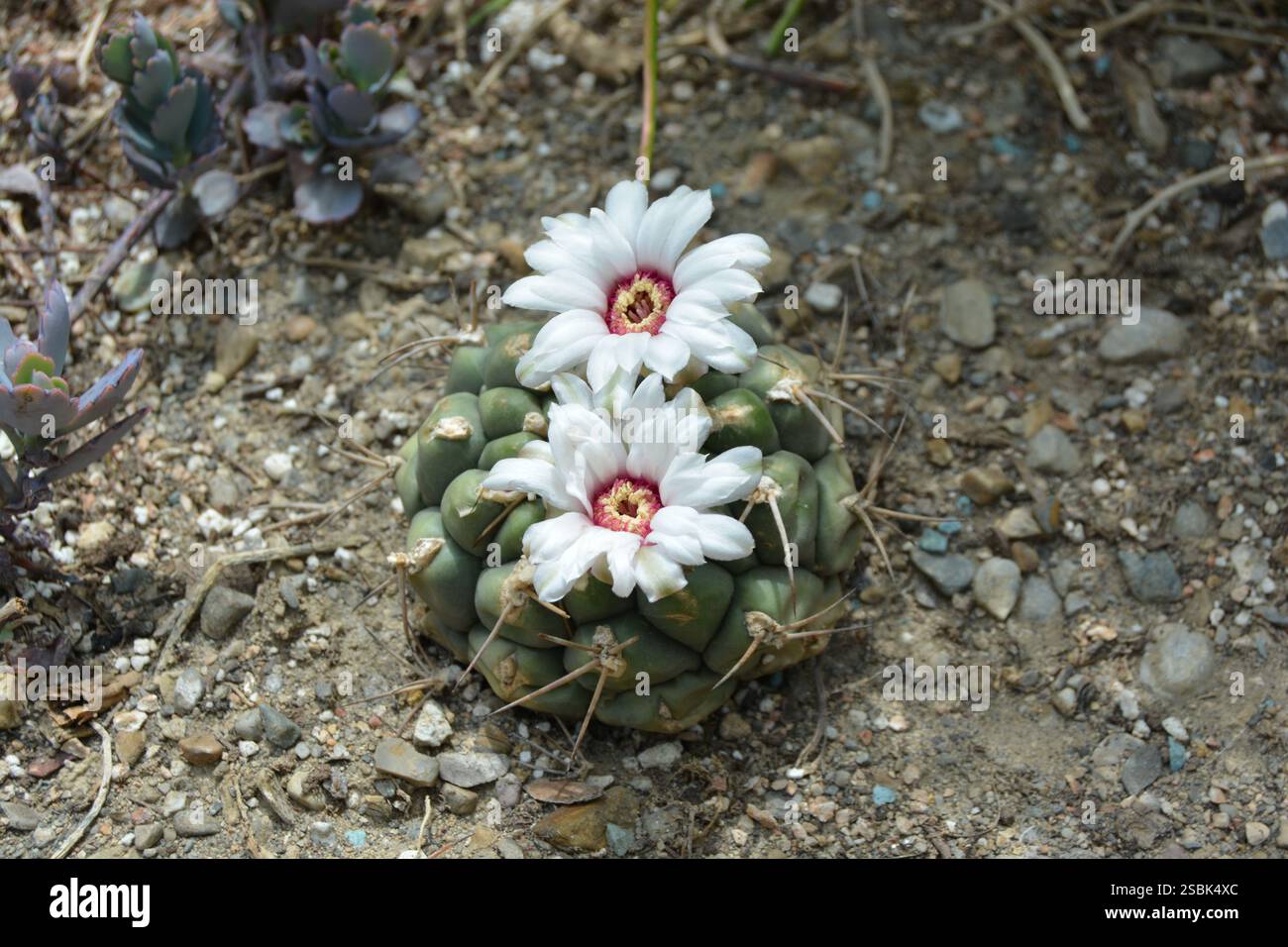 Blooming Gymnocalycium Pflanzii Plum Purple Ball Cactus Banque D'Images