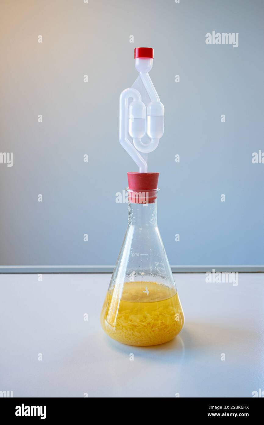 Flacon Erlenmeyer avec purée de pomme fermentée recouverte d'une serrure. Il se forme de l'alcool qui peut ensuite être obtenu à partir de celui-ci par distillation. Banque D'Images