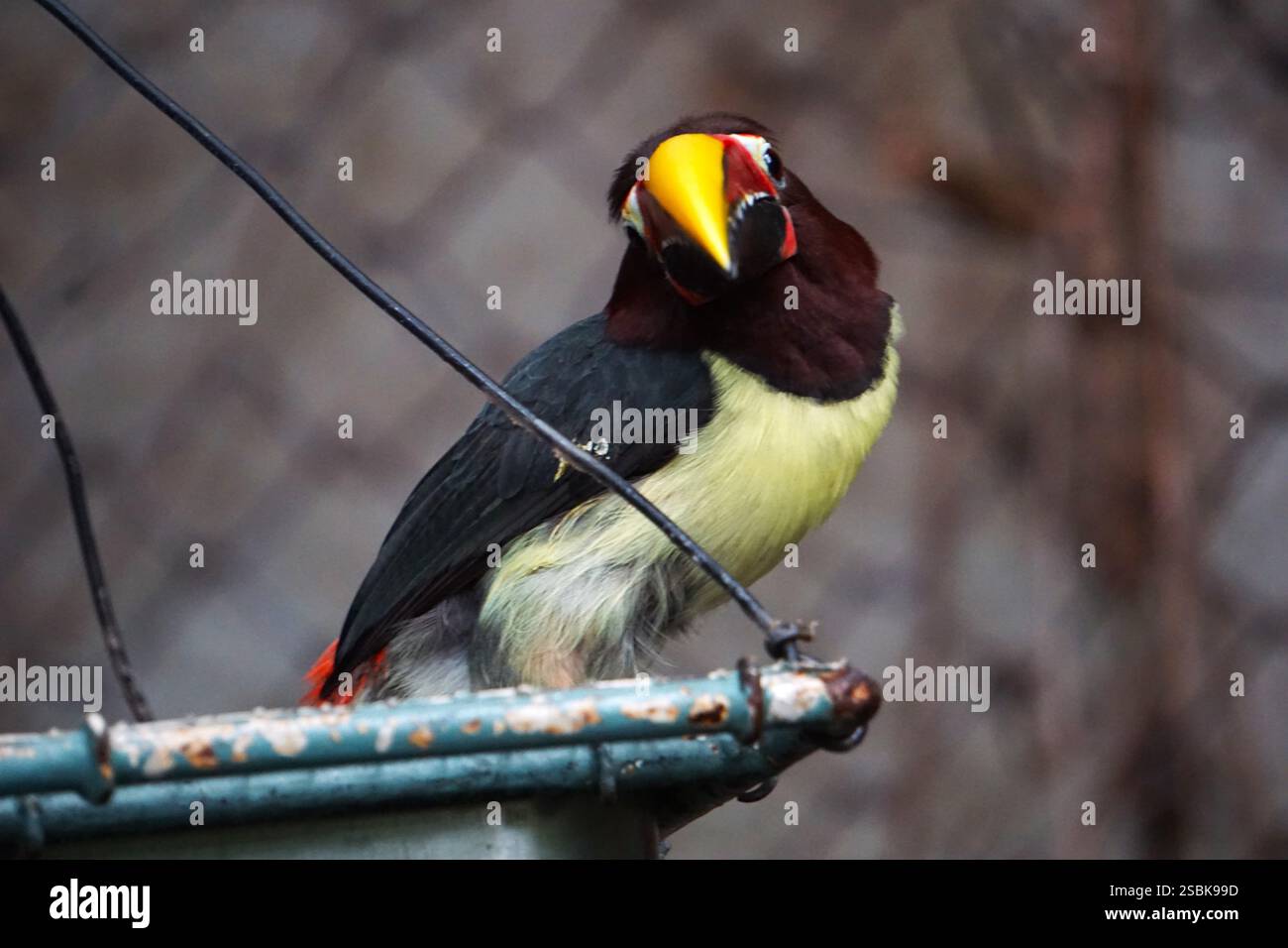 Gros plan d'un toucan aracari vert, oiseau exotique coloré du bassin amazonien, assis sur un bol d'alimentation avec une tête inclinée Banque D'Images