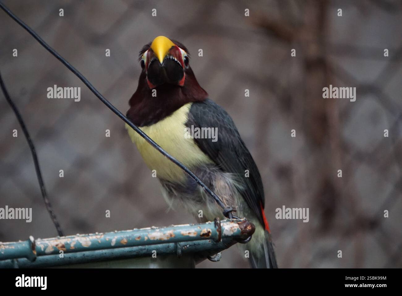 Gros plan d'un toucan aracari vert, oiseau exotique coloré du bassin amazonien, assis sur un bol d'alimentation Banque D'Images