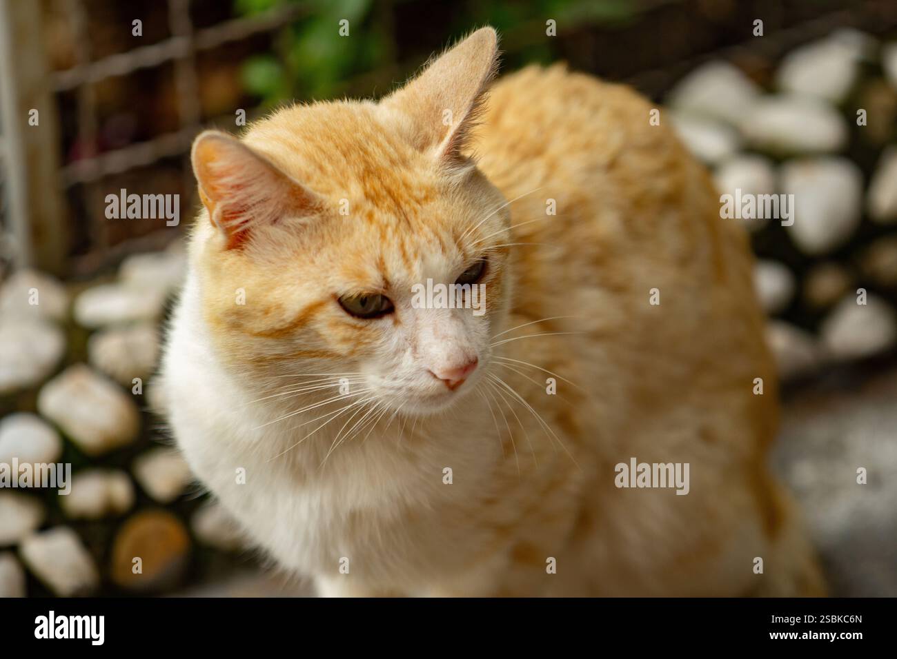 Goiânia GOIAS BRÉSIL - 03 FÉVRIER 2025 : gros plan d'un chat jaune dans la cour avec un fond flou. Banque D'Images