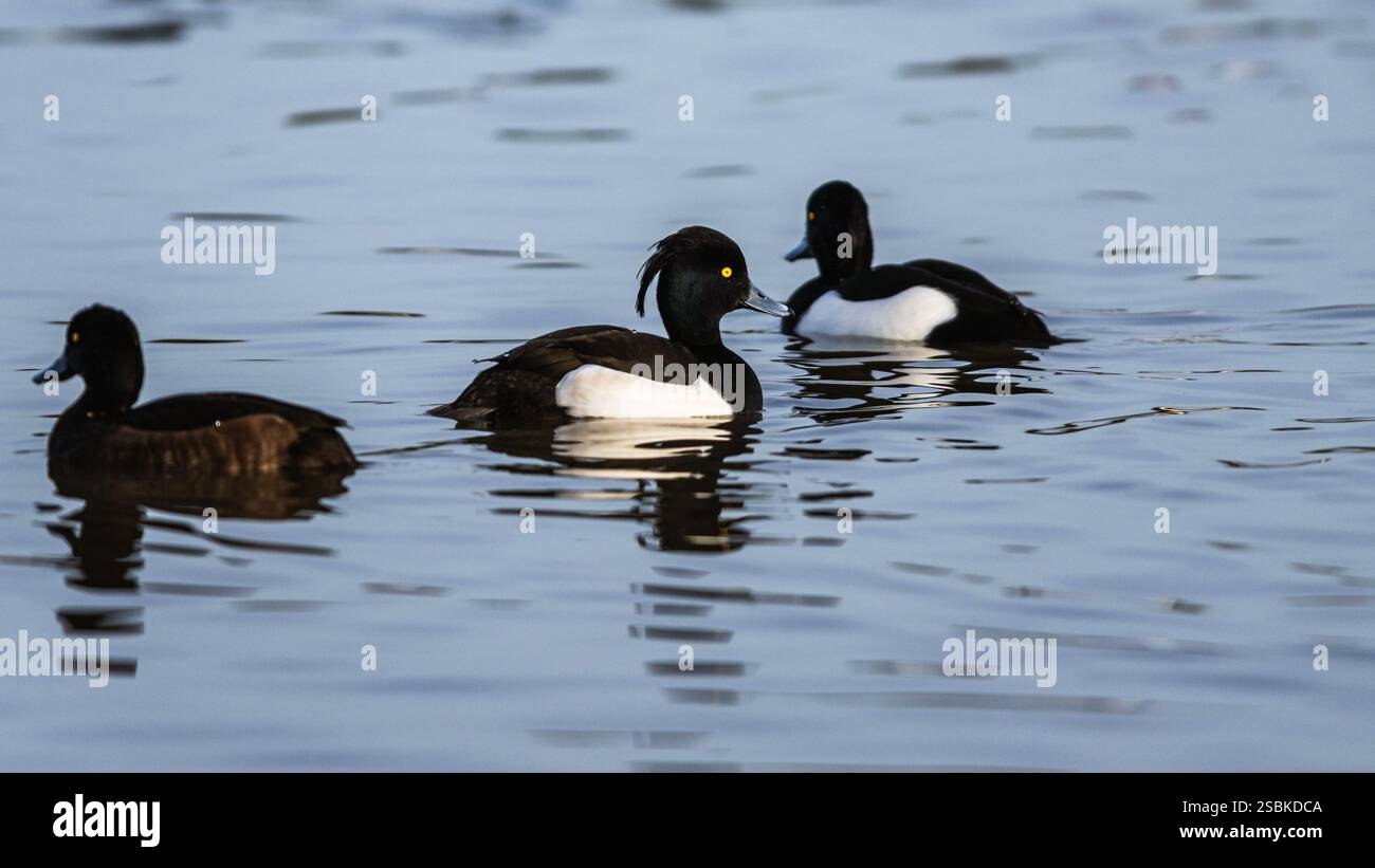 Canard touffeté, Aythya fuligula, oiseaux sur les marais d'hiver Banque D'Images