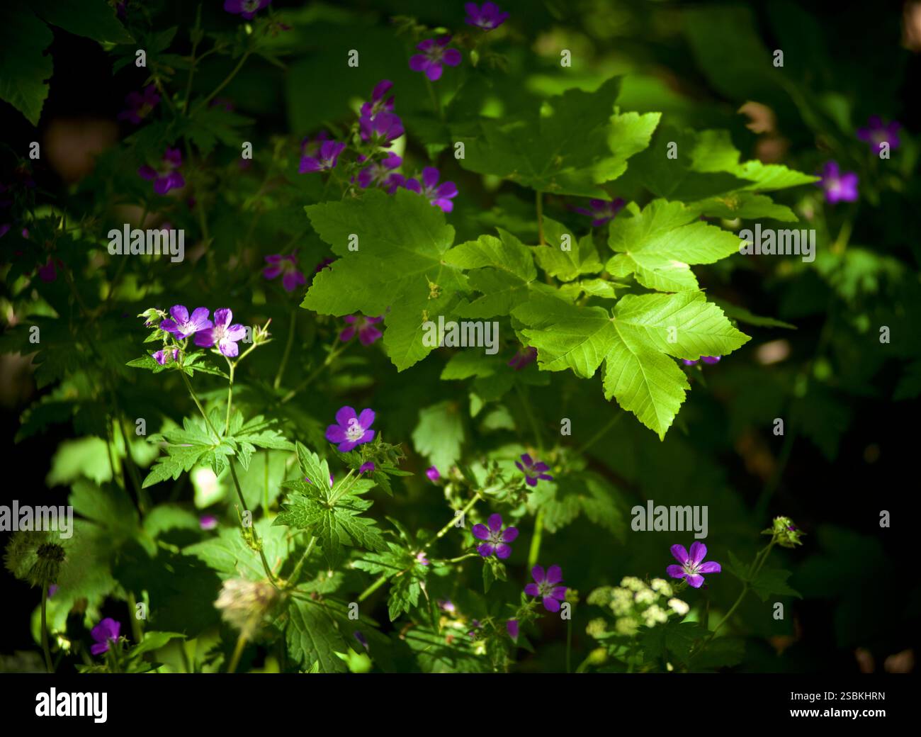 Geranium sylvaticum, le bec de crane des bois ou géranium des bois, est une espèce de plante à fleurs rustique de la famille des Geraniaceae, originaire d'Europe et du nord de la Turquie. Photographié dans une prairie alpine alonside sycomore Leaaves à Ailefroide, Vallouise-Pelvoux, France Banque D'Images