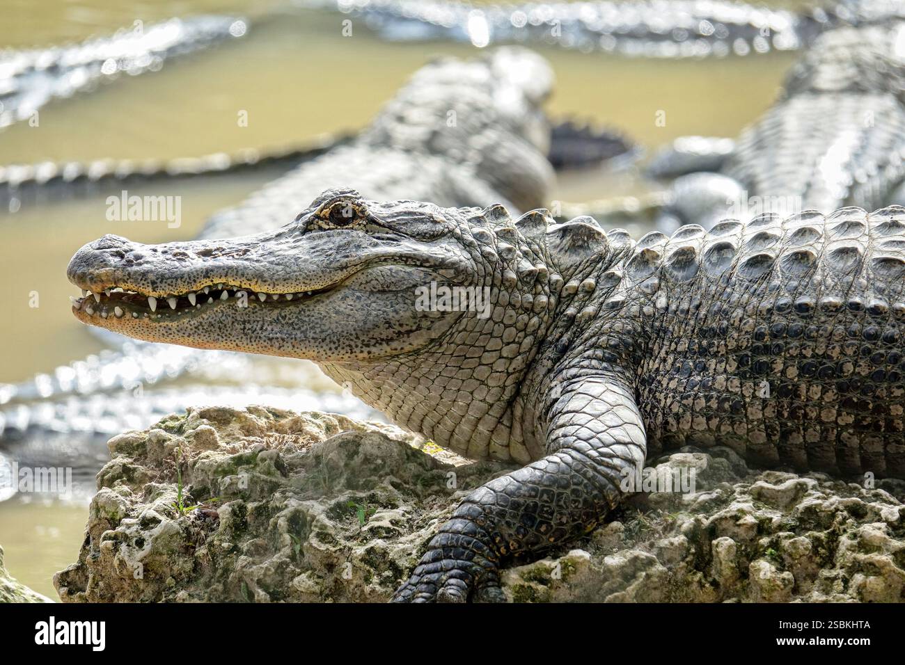 Alligators américains dans un marais du sud de la Floride, parc national des Everglades. États-Unis Banque D'Images Alligators américains dans un marais du sud de la Floride, parc national des Everglades. États-Unis Banque D'Images