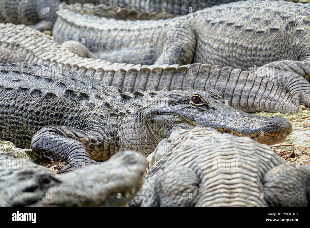 Alligators américains dans un marais du sud de la Floride, parc national des Everglades. États-Unis Banque D'Images Alligators américains dans un marais du sud de la Floride, parc national des Everglades. États-Unis Banque D'Images