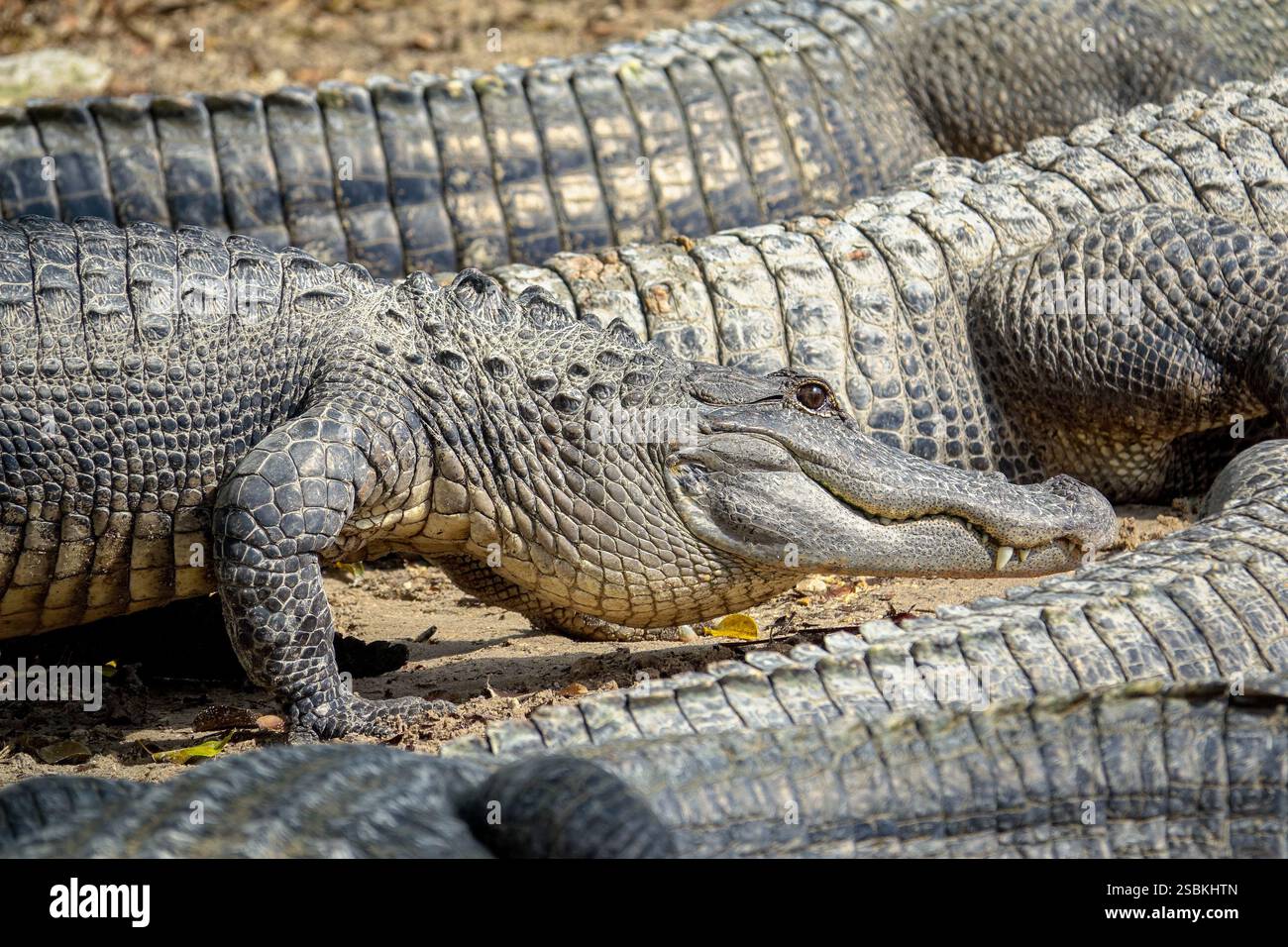 Alligators américains dans un marais du sud de la Floride, parc national des Everglades. États-Unis Banque D'Images Alligators américains dans un marais du sud de la Floride, parc national des Everglades. États-Unis Banque D'Images