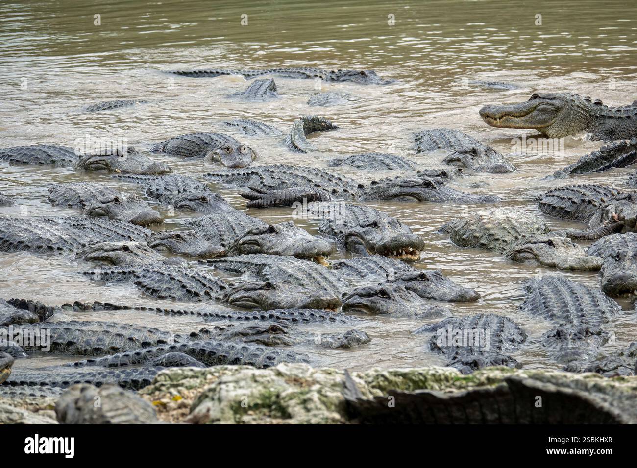 Alligators américains dans un marais du sud de la Floride, parc national des Everglades. États-Unis Banque D'Images Alligators américains dans un marais du sud de la Floride, parc national des Everglades. États-Unis Banque D'Images