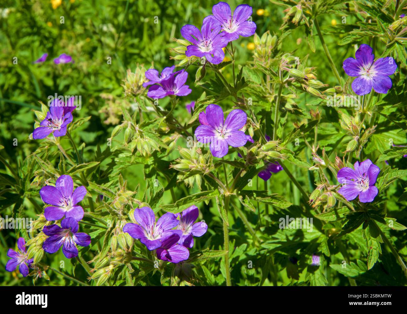 Geranium sylvaticum, le bec de crane des bois ou géranium des bois, est une espèce de plante à fleurs rustique de la famille des Geraniaceae, originaire d'Europe et du nord de la Turquie. Photographié dans un pré alpin à Ailefroide, Vallouise-Pelvoux, France Banque D'Images