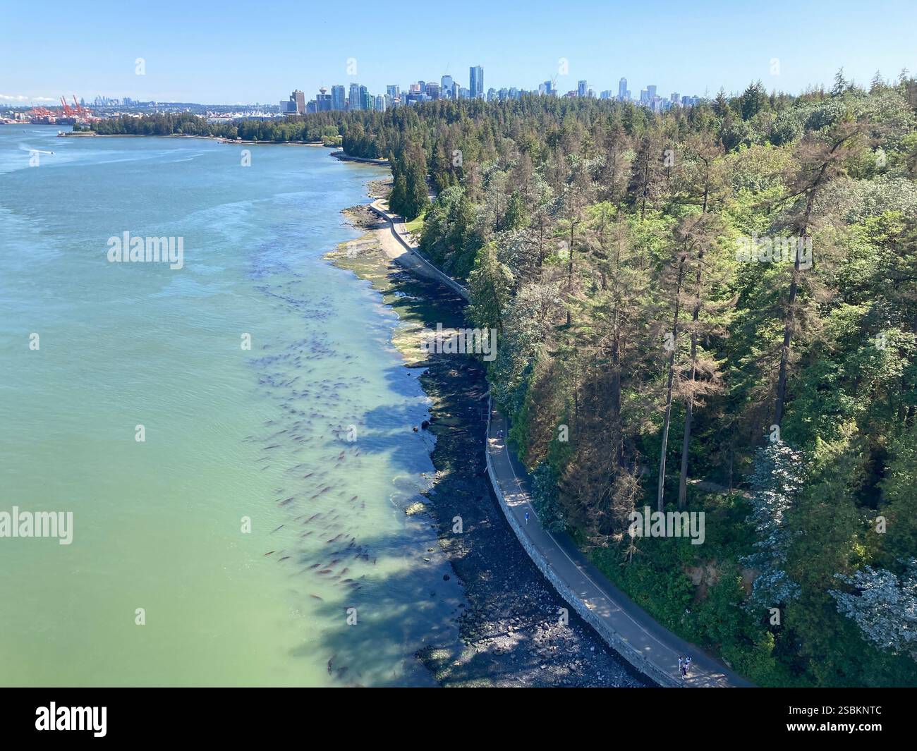 Vue en contre-plongée du mur de pierre de Stanley Park et de la forêt luxuriante à Vancouver, avec la ligne d'horizon de la ville au loin sous un ciel bleu clair. Banque D'Images